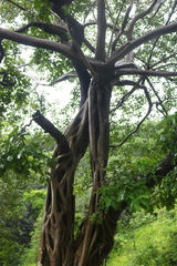 Ficus talbotii