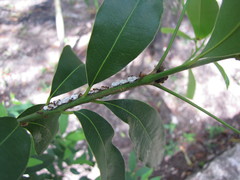 Membracidae