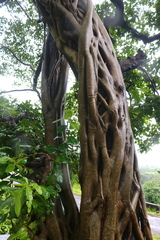 Ficus talbotii
