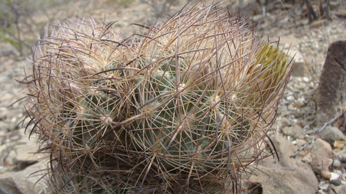 Sclerocactus unguispinus