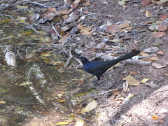 Quiscalus mexicanus
