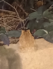 Duttaphrynus melanostictus