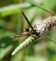 Phimenes flavopictus flavopictus