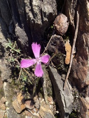 Dianthus ferrugineus