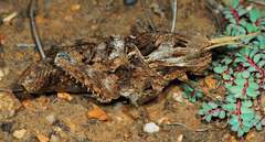 Lobosceliana