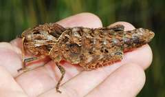 Lobosceliana