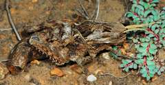 Lobosceliana