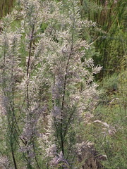 Tamarix ramosissima