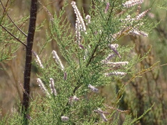 Tamarix ramosissima