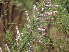 Tamarix ramosissima