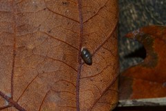 Lauria cylindracea image