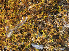 Abietinella