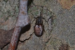 Zygiella montana