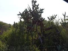 Opuntia ficus-indica