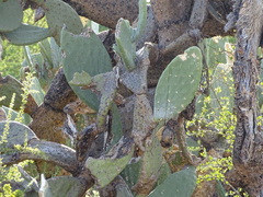 Opuntia ficus-indica