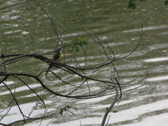 Myiozetetes similis