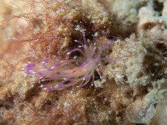 Unidentia aliciae