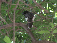 Psilorhinus morio