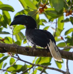 Anthracoceros montani