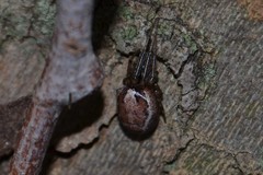 Zygiella montana
