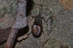 Zygiella montana