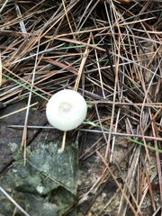 Clitocybe truncicola