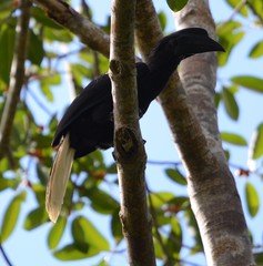 Anthracoceros montani