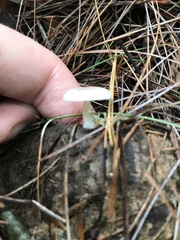 Clitocybe truncicola