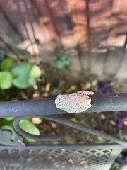 Hyla versicolor