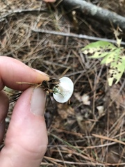 Clitocybe truncicola