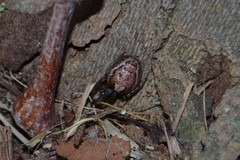 Zygiella montana