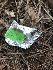 Clitocybe truncicola