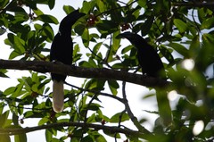 Anthracoceros montani