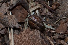 Zygiella montana
