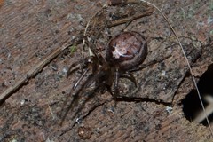 Zygiella montana