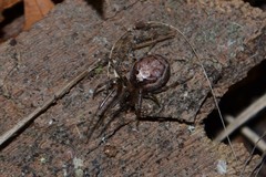 Zygiella montana