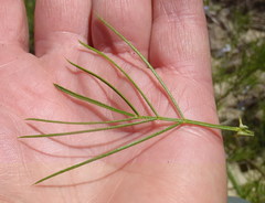 Psoralea imminens