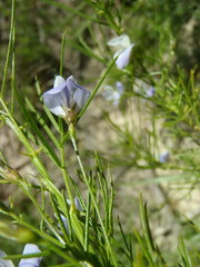 Psoralea imminens