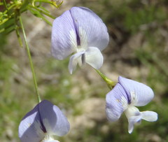 Psoralea imminens