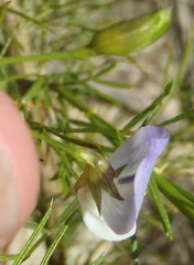Psoralea imminens