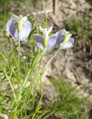 Psoralea imminens
