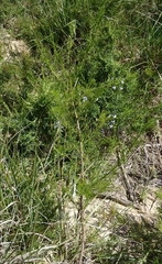 Psoralea imminens