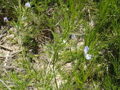 Psoralea imminens