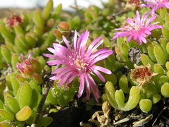Drosanthemum