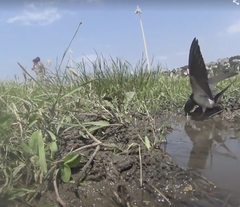Hirundo rustica