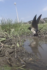 Hirundo rustica