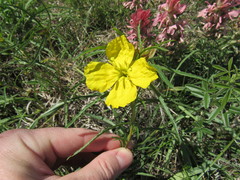 Oenothera berlandieri