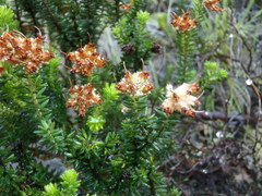 Erica stylaris