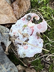 Hypomyces luteovirens