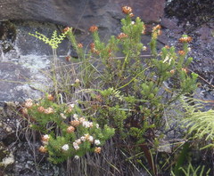 Erica stylaris